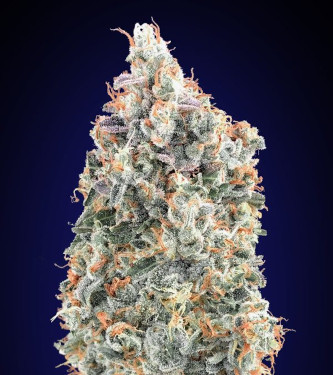 Blueberry Fast > 00 Seeds Bank | Feminized Marijuana   |  Indica