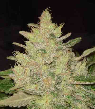 Blueberry Ghost OG > Original Sensible Seeds | Feminized Marijuana   |  hybrid