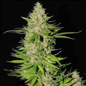 Blueberry Gum #2 > G13 Labs | Feminized Marijuana   |  Indica