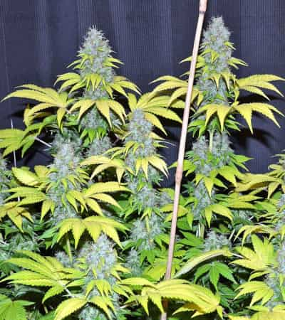 Blueberry Gum > G13 Labs | Feminisierte Hanfsamen  |  Indica