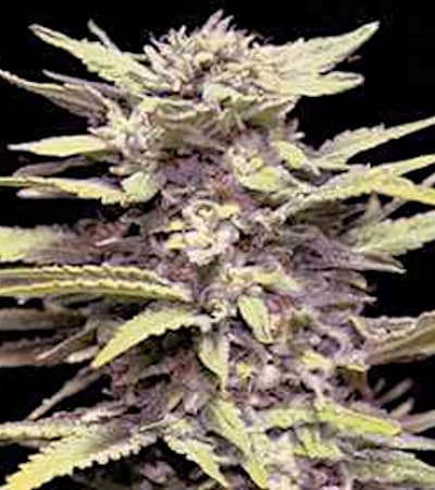 Blueberry Gum > G13 Labs | Feminisierte Hanfsamen  |  Indica