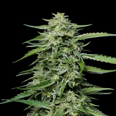 Blueberry Honey 4