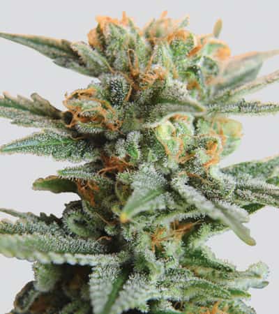 Blueberry Kush Automatic > Nirvana