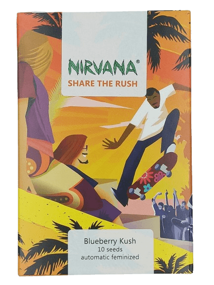 Auto Blueberry Kush > Nirvana | Autoflowering Hanfsamen  |  Indica