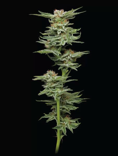 Blueberry Muffin > Humboldt Seed Company | Semillas feminizadas  |  Índica