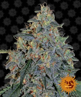 Blueberry OG > Barney\'s Farm | Graines Féminisées  |  Indica