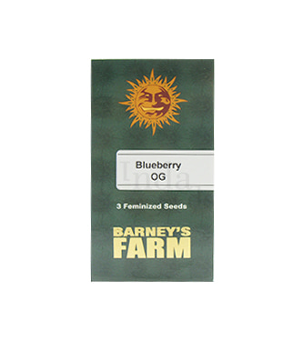 Blueberry OG > Barney\'s Farm | Feminisierte Hanfsamen  |  Indica