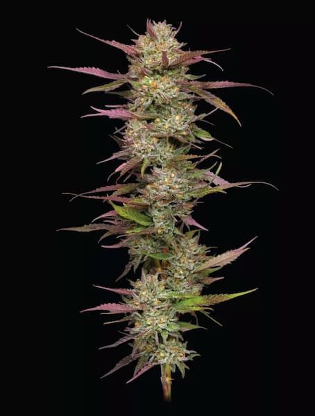 Blueberry Pancakes > Humboldt Seed Company | Semillas feminizadas  |  Híbrido