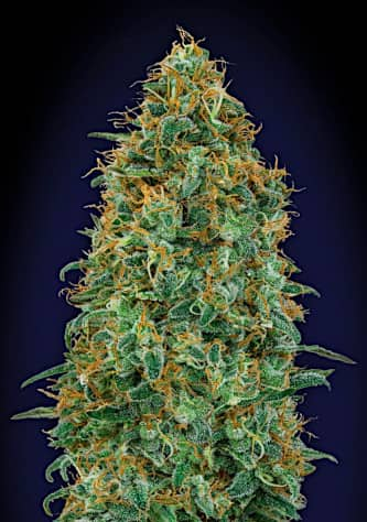 Blueberry > 00 Seeds Bank | Feminisierte Hanfsamen  |  Indica