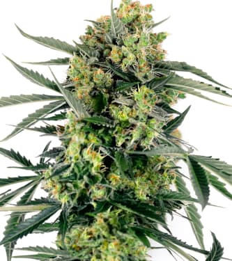 Blueberry Zkittlez Auto > Sensi Seeds | Feminisierte Hanfsamen  |  Sativa