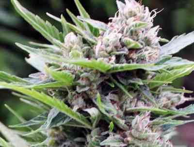 Bona Dea > Vision Seeds | Feminisierte Hanfsamen  |  Indica