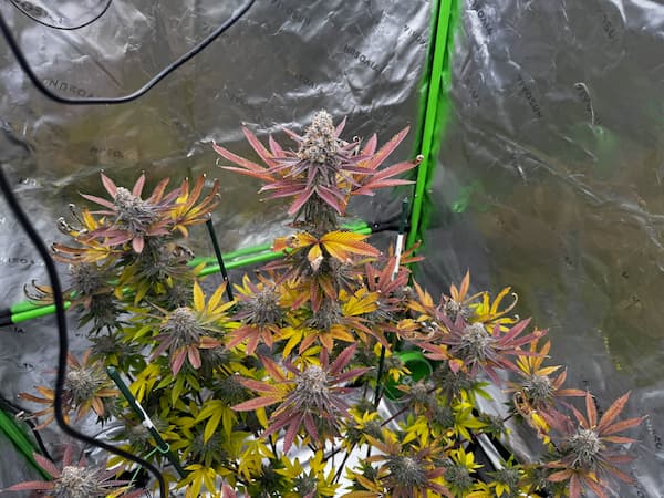 Boof Boss Seed > Elev8 Seeds | Feminized Cannabis   |  Hybrid