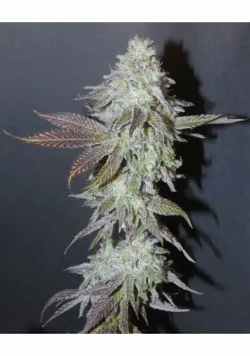 Boofalicius Seed > Bask Triangle Farms | Feminized Cannabis   |  Hybrid