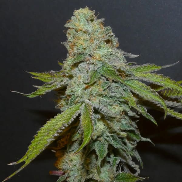 Boofalicius Seed > Bask Triangle Farms | Feminized Cannabis   |  Hybrid