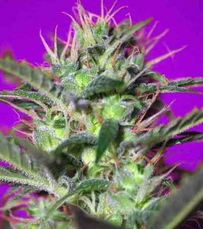 Botafumeiros > Sweet Seeds | Semillas feminizadas  |  Sativa