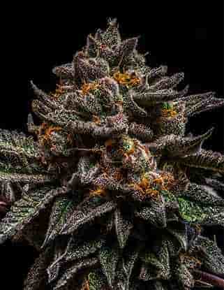 Brain Cake > Ripper Seeds | Semillas feminizadas  |  Sativa