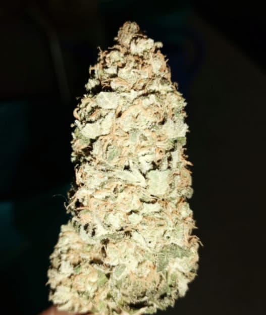 Brain Damage Seed > Growers Choice | Feminized Cannabis   |  Hybrid