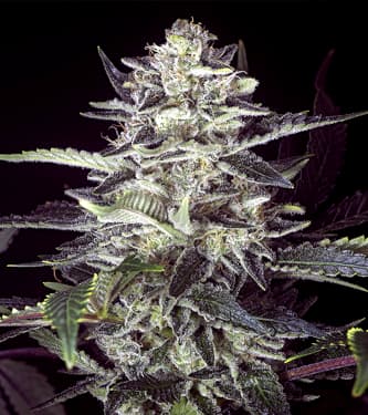 Brain Stroke Auto > High Speed Buds | Autoflowering Cannabis   |  Indica