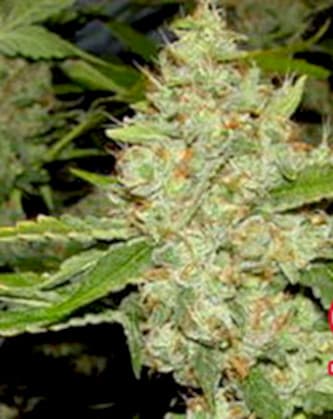 Brains Choice > KC Brains | Feminized Marijuana   |  Indica