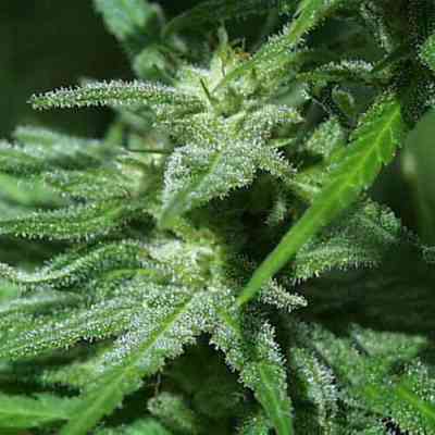 Brains Damage > KC Brains | Feminized Marijuana   |  Sativa