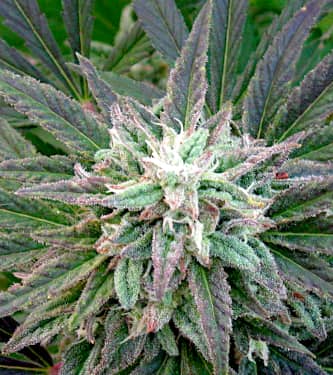 Brains Escape > KC Brains | Feminized Marijuana   |  Indica