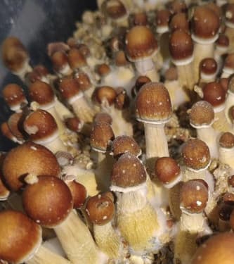 Brasil > Magic Mushrooms | Magic Mushrooms / Psilocybin mushroom