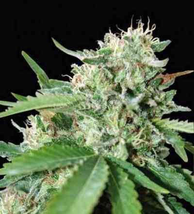 Brazil Amazonia > World of Seeds | Feminized Marijuana   |  Sativa