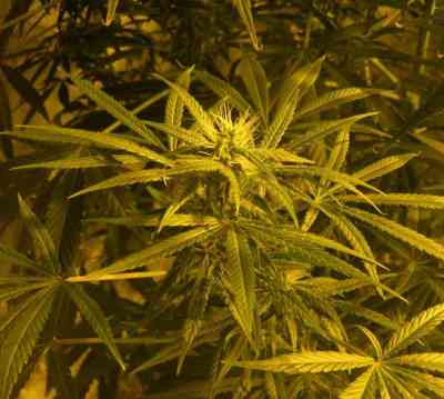 Brazil Amazonia > World of Seeds | Feminized Marijuana   |  Sativa