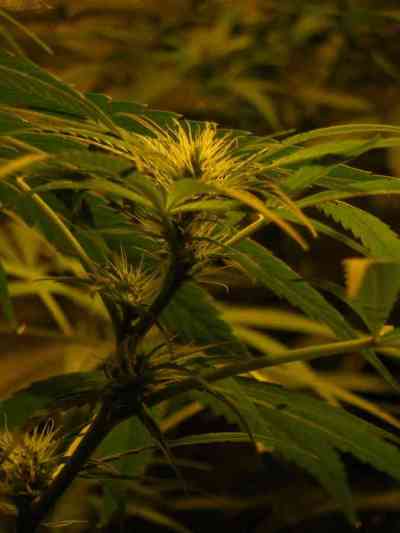 Brazil Amazonia > World of Seeds | Feminisierte Hanfsamen  |  Sativa