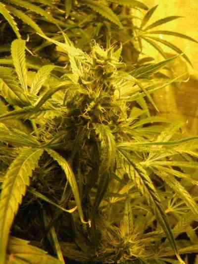 Brazil Amazonia > World of Seeds | Feminized Marijuana   |  Sativa