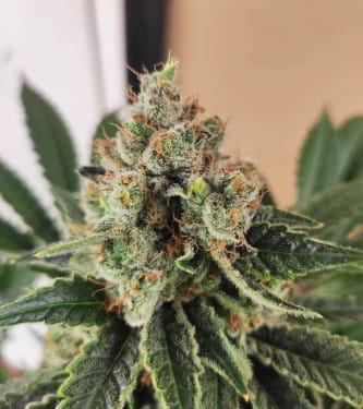 Break-Up Cake > Kannabia Seeds | Feminisierte Hanfsamen  |  Indica