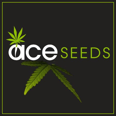 Marke: ACE Seeds Marke: ACE Seeds