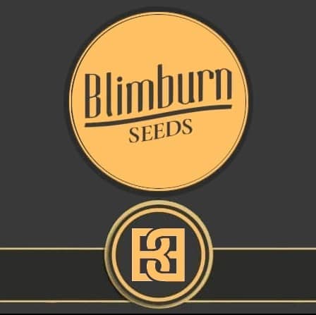 Blim Burn Seeds