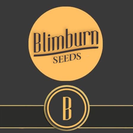 Blim Burn Seeds Blim Burn Seeds