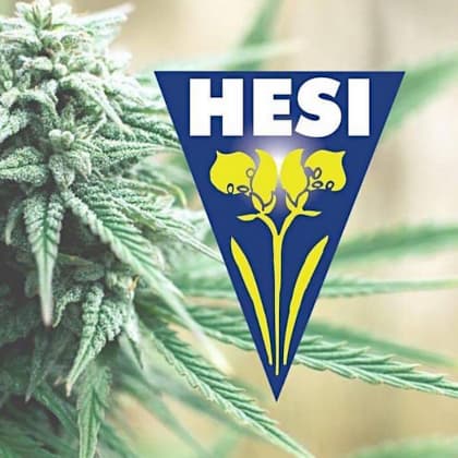 Hesi Hesi
