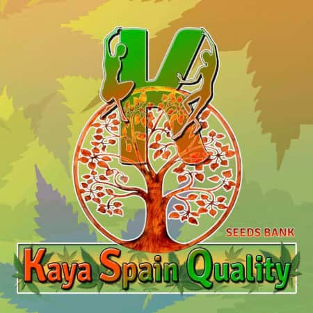 Kaya Spain Quality