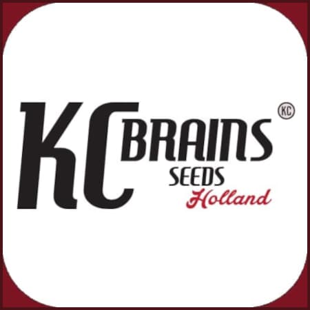 Marke: KC Brains Marke: KC Brains
