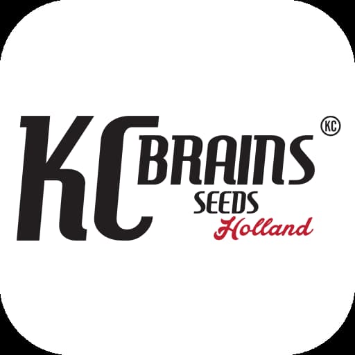 KC Brains KC Brains