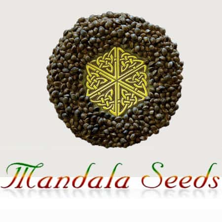 Marke: Mandala Seeds Marke: Mandala Seeds