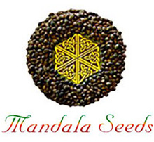 Mandala Seeds Mandala Seeds