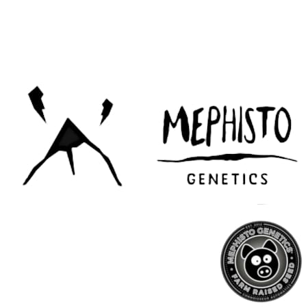 Marke: Mephisto Genetics Marke: Mephisto Genetics