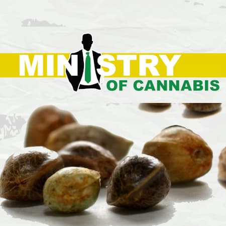 Ministry of Cannabis Ministry of Cannabis