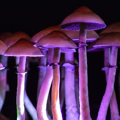 Magic Mushrooms Magic Mushrooms
