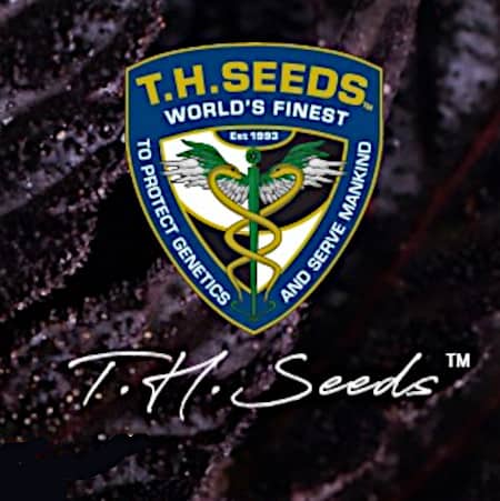 TH Seeds TH Seeds