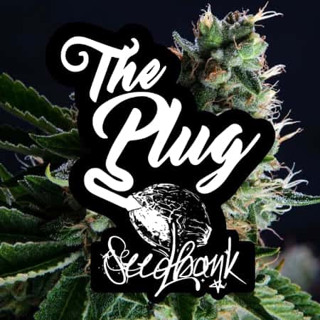 The Plug Seedbank The Plug Seedbank