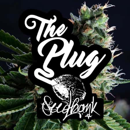 The Plug Seedbank