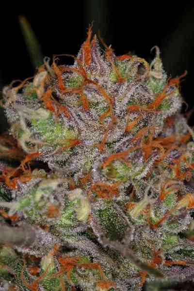 Brian Berry Cough > TGA Subcool Seeds | Graines Normal  |  Hybride