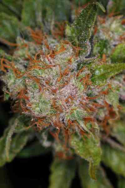 Brian Berry Cough > TGA Subcool Seeds | Graines Normal  |  Hybride