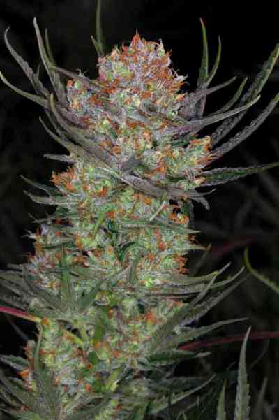 Brian Berry Cough > TGA Subcool Seeds | Semillas Regulares  |  Híbrido