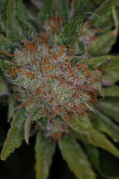 Brian Berry Cough > TGA Subcool Seeds | Graines Normal  |  Hybride